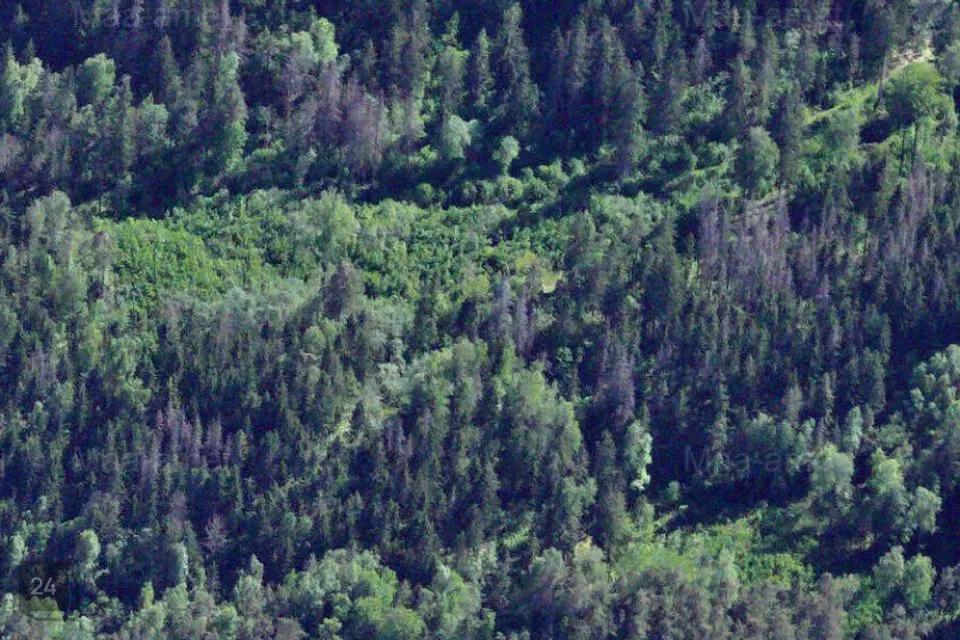 Maatulundusmaa, 110091 m² Maa  -  Otepää vald, Raudsepa küla - foto 4