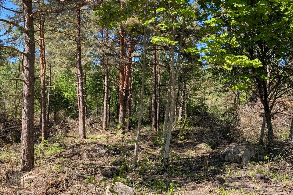 Maatulundusmaa, 4433 m² Maa - Saaremaa vald, Muratsi küla - foto 5