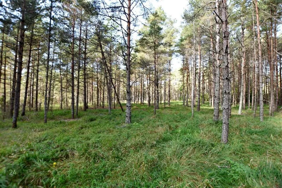 Maatulundusmaa, 38300 m² Maa  -  Muhu vald, Viira küla - foto 5