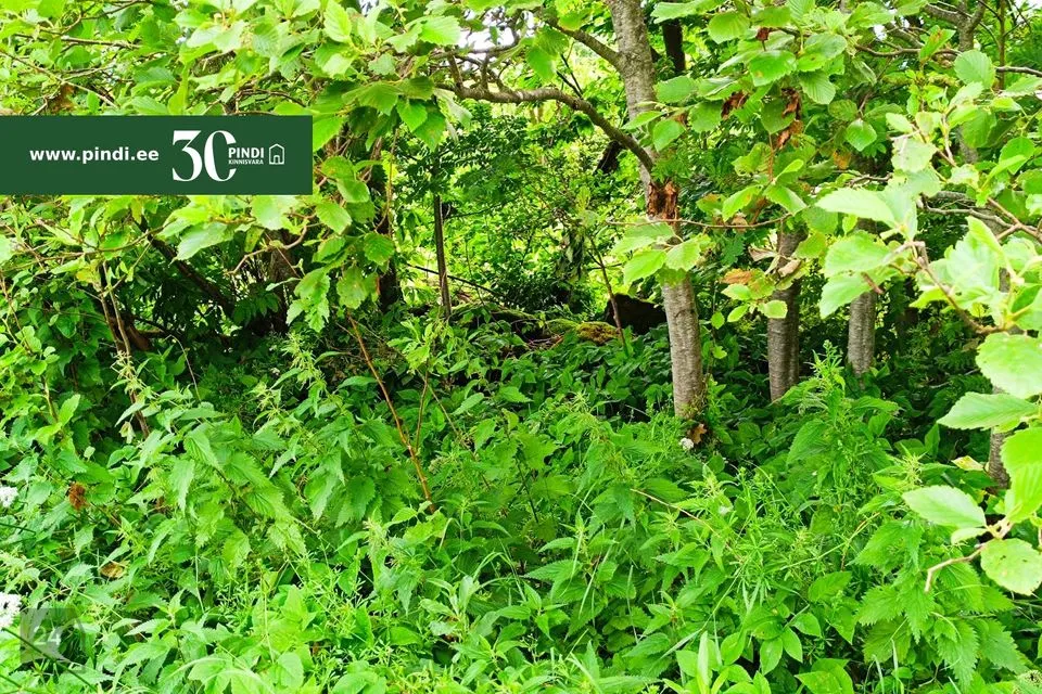 Maatulundusmaa, 7790 m² Maa - Rakvere vald, Raudvere küla - foto 2