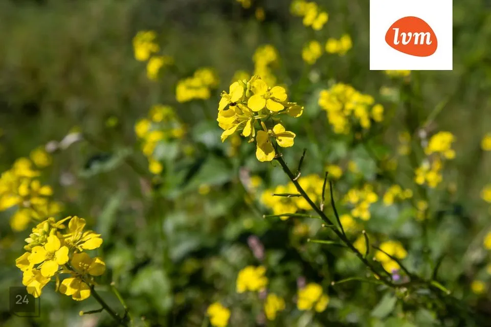 Elamumaa, 2076 m² Maa  -  Tallinn, Pirita linnaosa - foto 4