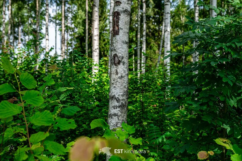 Maatulundusmaa, 10159 m² участок в Lääneranna vald, Rädi küla - фото 4