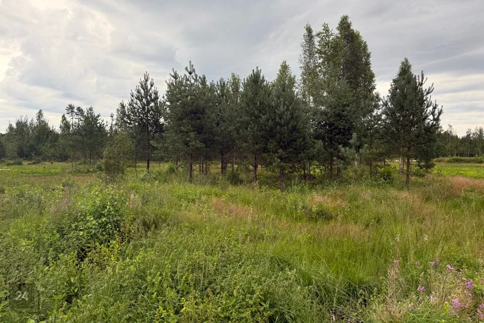 Elamumaa, 2025 m² Maa  -  Alutaguse vald, Kuru küla - foto 5