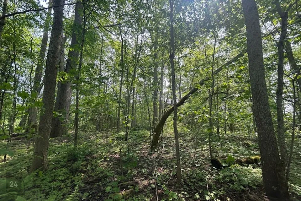 Maatulundusmaa, 3177 m² Maa  -  Türi vald, Saueaugu küla - foto 4
