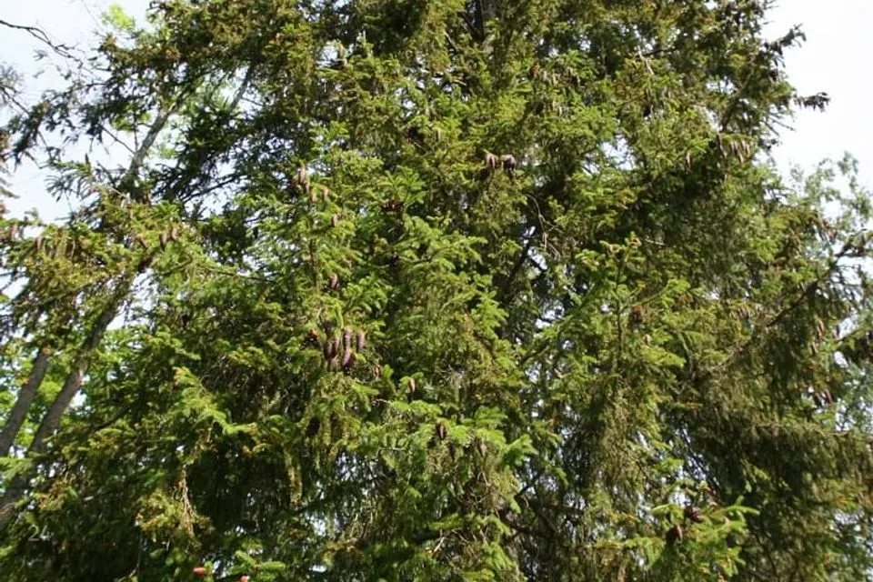 Elamumaa, 4002 m² Maa  -  Raasiku vald, Kalesi küla