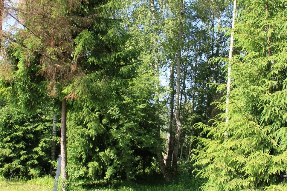 Elamumaa, 1613 m² Maa  -  Kohila vald, Urge küla - foto 3