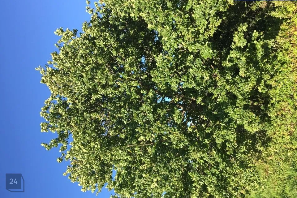 Cultivated land, 4154 m² land in Lääneranna vald, Raespa küla - photo 3