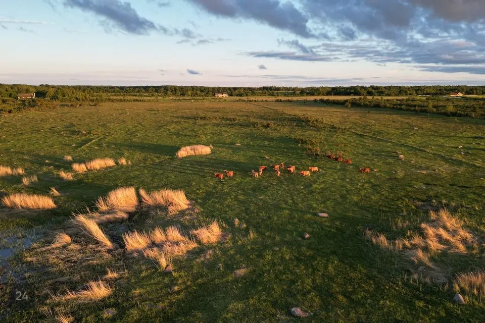 Maatulundusmaa, 64017 m² Maa  -  Lääneranna vald, Kõera küla - foto 2