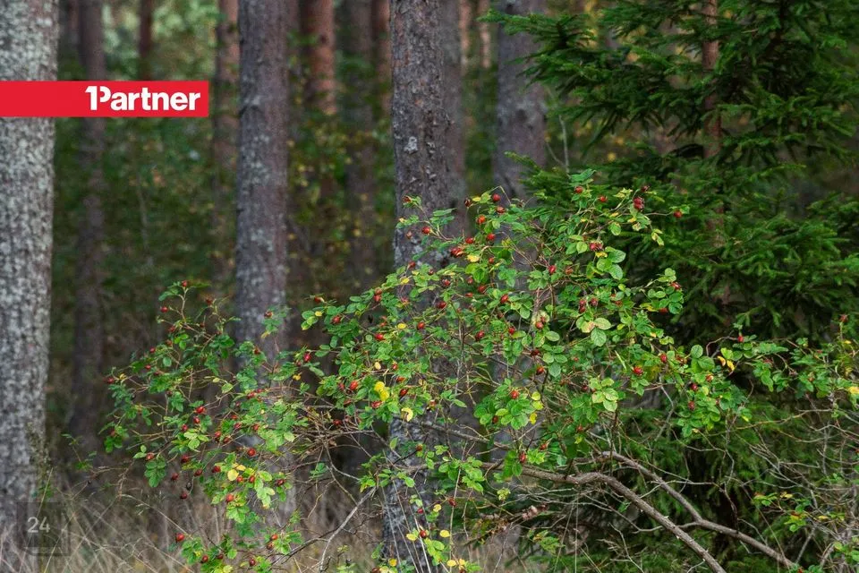 Elamumaa, 7006 m² Maa - Jõelähtme vald, Ihasalu küla - foto 5