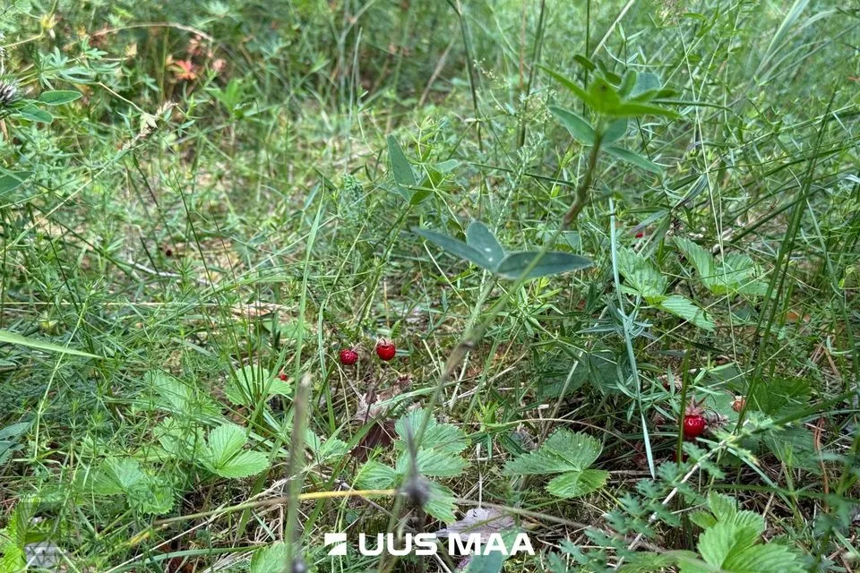 Elamumaa, 2930 m² Maa  -  Lääne-Harju vald, Nahkjala küla - foto 3