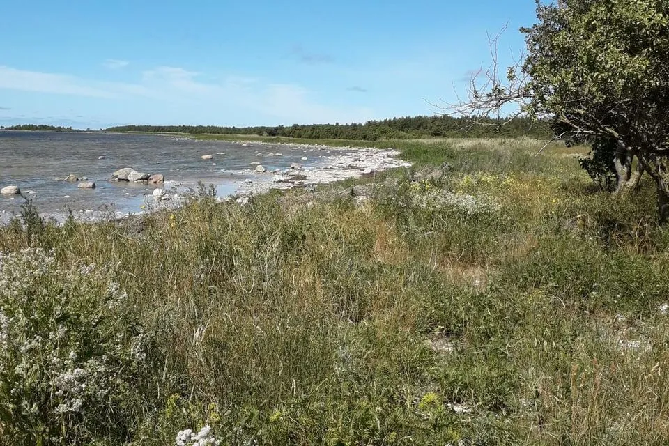 Elamumaa, 55900 m² Maa - Saaremaa vald, Kurevere küla - foto 3