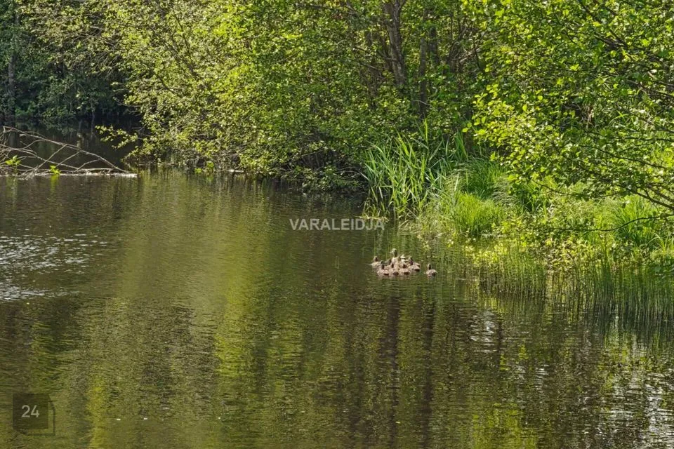 Elamumaa, 5899 m² Maa  -  Otepää vald, Sihva küla - foto 3