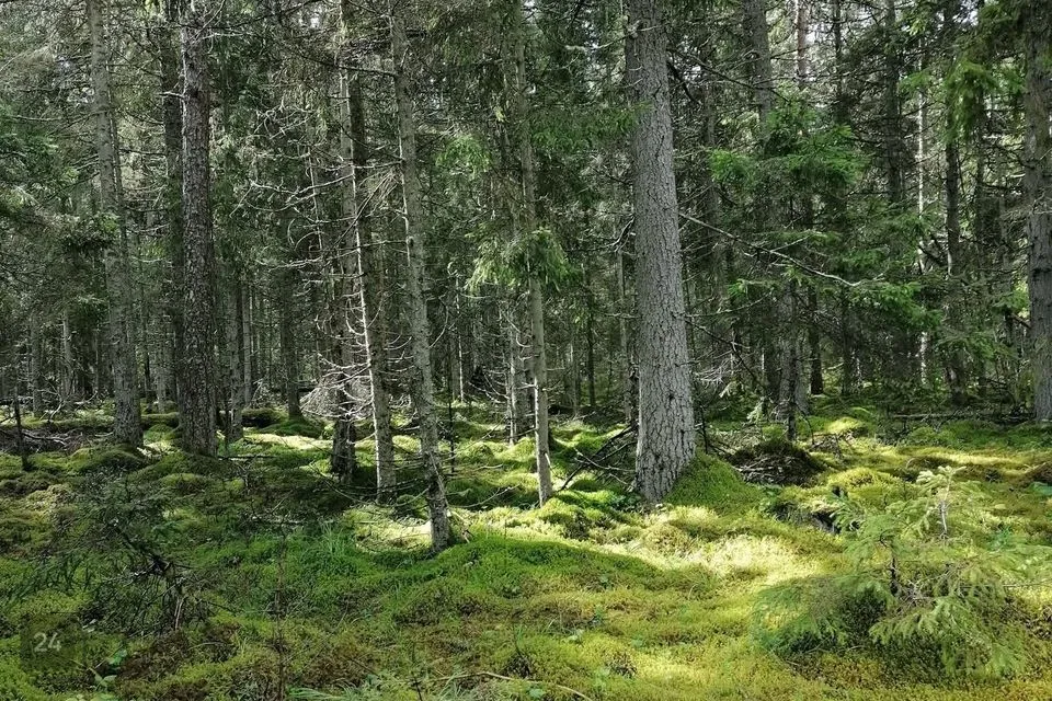 Земля жилой застройки, 15427 m² участок в Vormsi vald, Saxby küla - фото 4