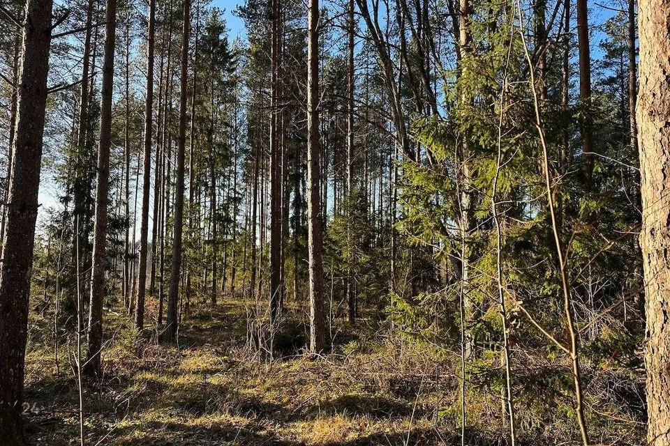 Maatulundusmaa, 62300 m² Maa - Saue vald, Ürjaste küla - foto 3