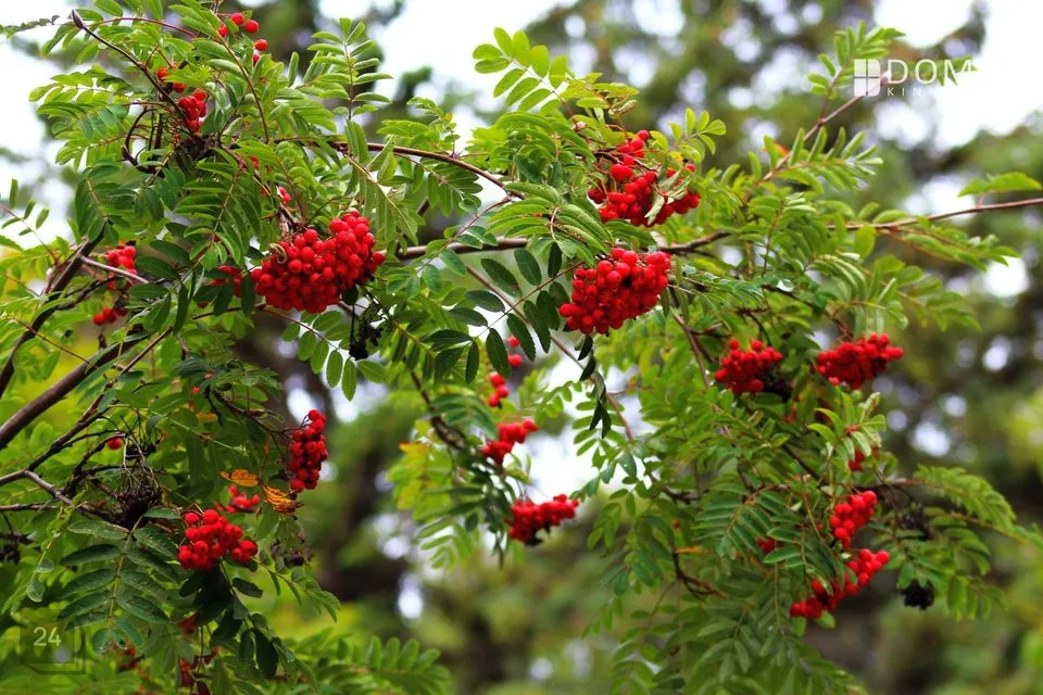 Paarismaja, 5-toaline Majaosa - Raasiku vald, Igavere küla