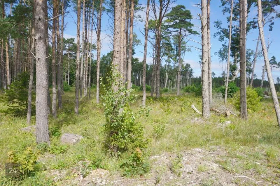 Maatulundusmaa, 32000 m² Maa  -  Hiiumaa vald, Kalana küla - foto 2