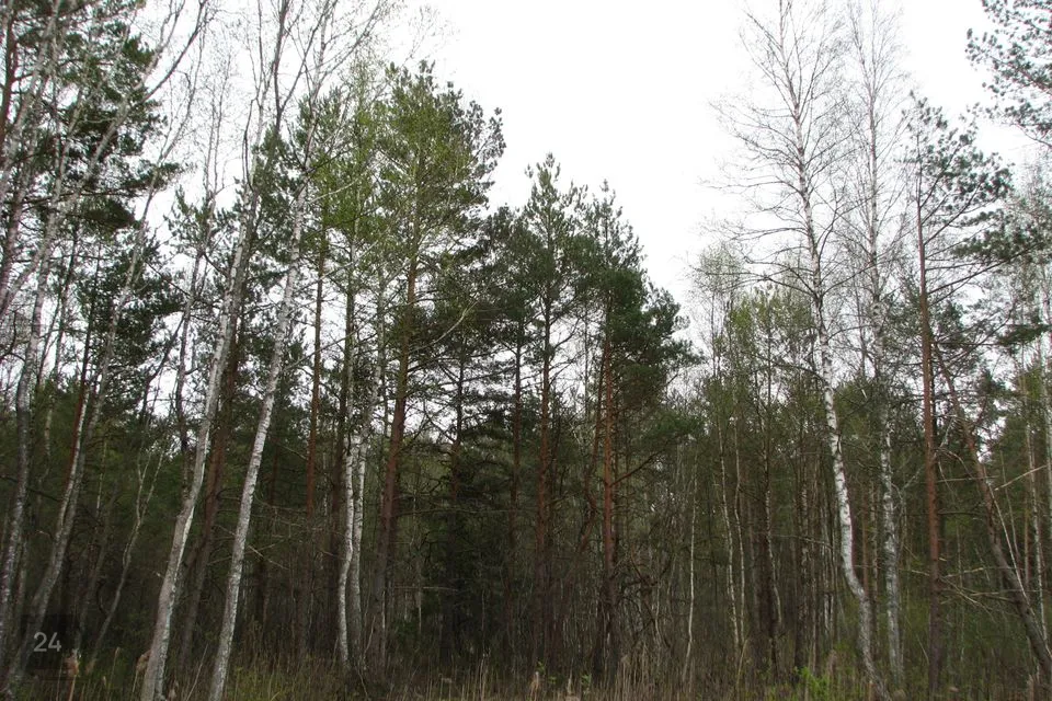 Maatulundusmaa, 29374 m² Maa - Lääne-Nigula vald, Telise küla / Tällnäs - foto 3