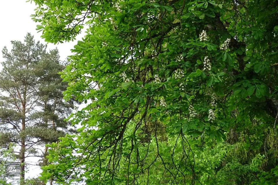 Elamumaa, 2069 m² Maa - Saku vald, Kiisa alevik - foto 3