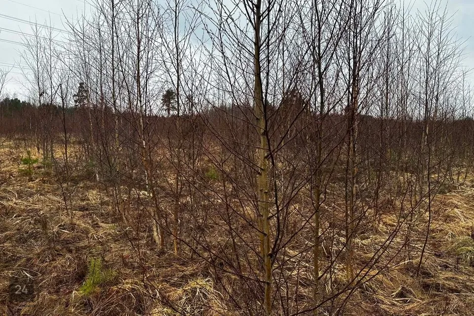 Maatulundusmaa, 39000 m² участок в Alutaguse vald, Kauksi küla - фото 4