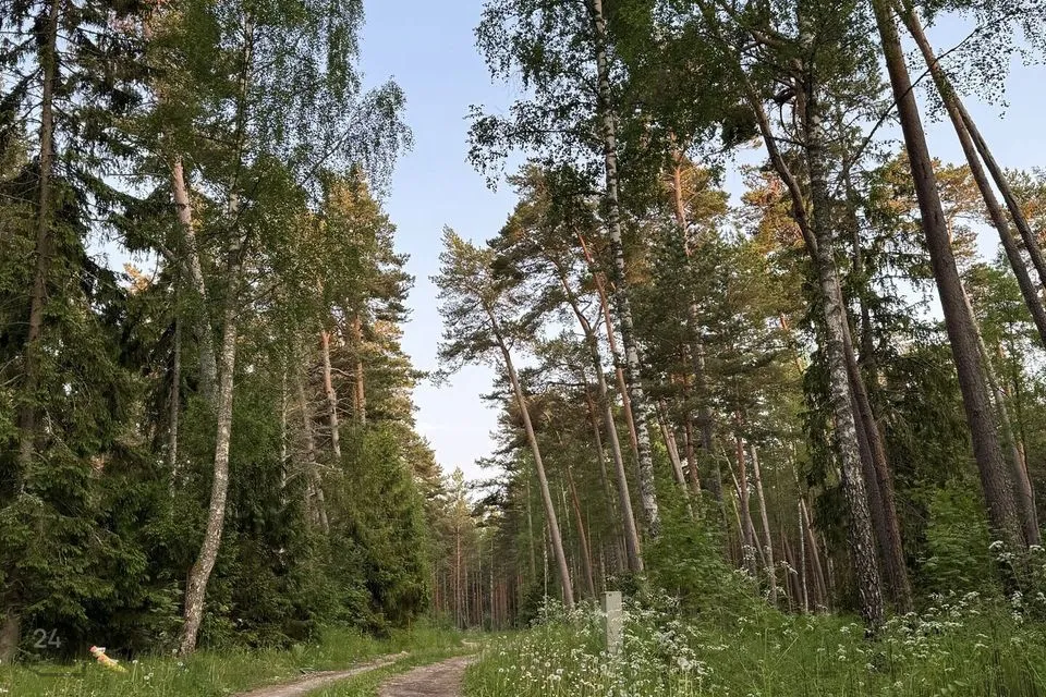Земля жилой застройки, 7461 m² участок в Lääne-Nigula vald, Rooslepa küla / Roslep - фото 3