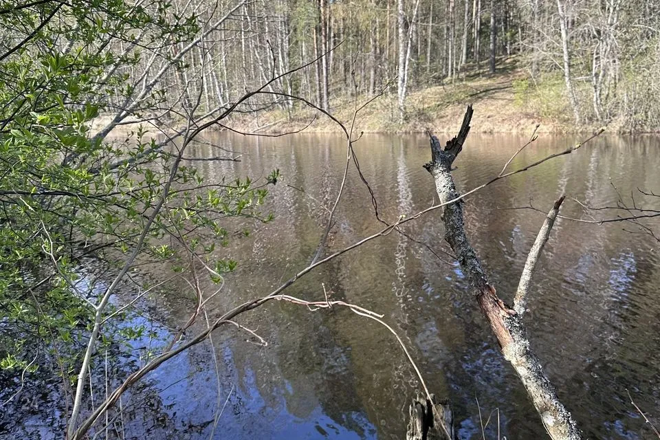 Maatulundusmaa, 49806 m² Maa  -  Alutaguse vald, Rannapungerja küla - foto 2