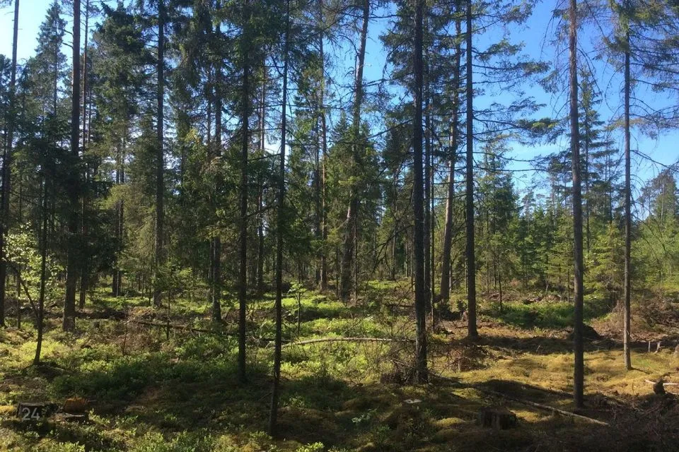 Maatulundusmaa, 307800 m² Maa  -  Hiiumaa vald, Kanapeeksi küla - foto 5