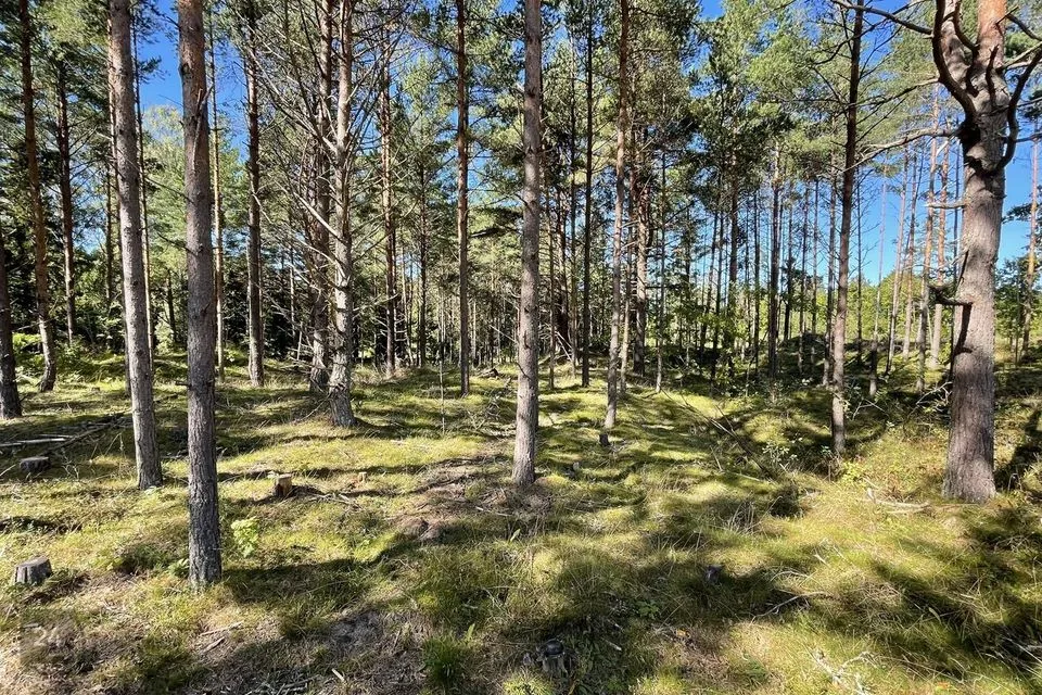 Maatulundusmaa, 24500 m² Maa - Saaremaa vald, Torgu-Mõisaküla - foto 5