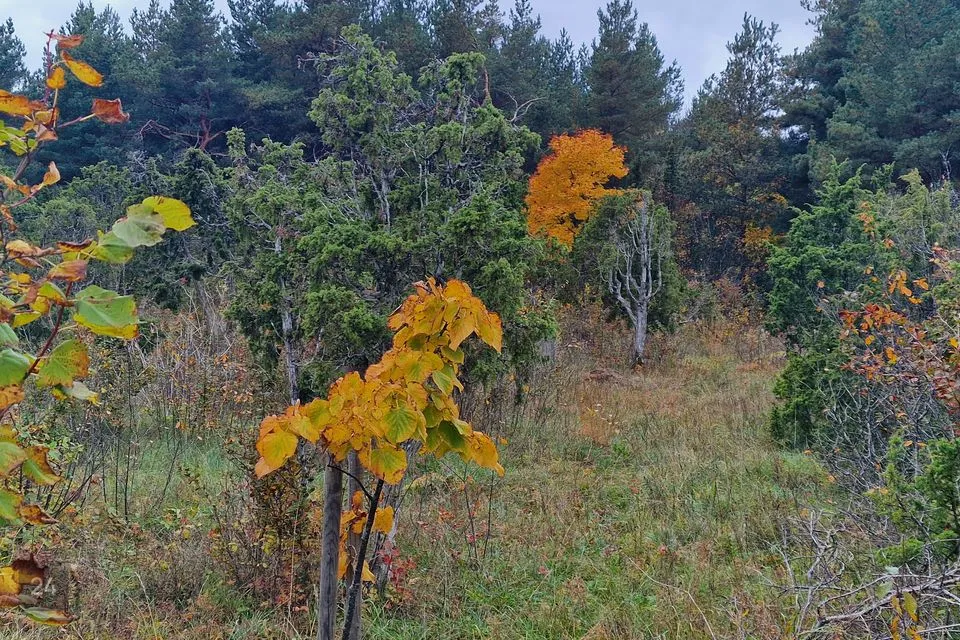 Residential land, 10901 m² land in Lääneranna vald, Rame küla - photo 3