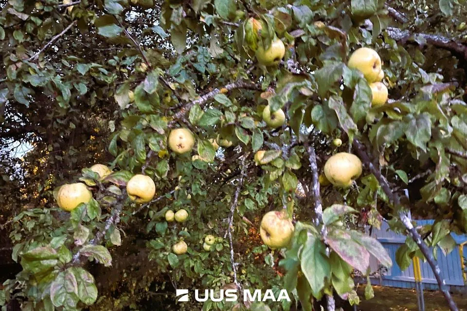 Elamumaa, 1043 m² Maa - Tallinn, Pirita linnaosa - foto 4