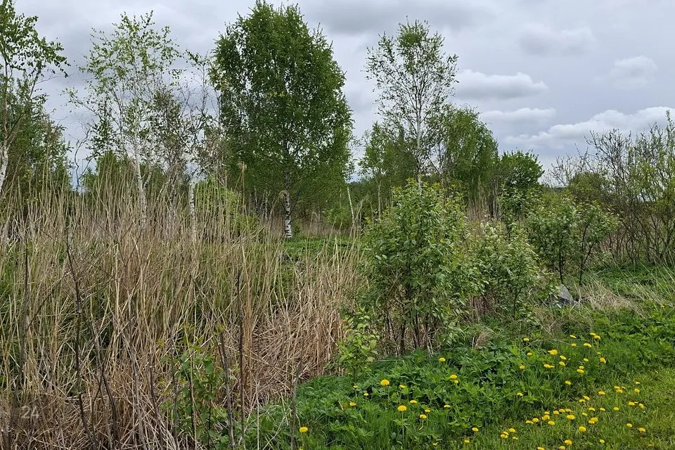 Maatulundusmaa, 5007 m² Maa  -  Lääne-Nigula vald, Linnamäe küla - foto 4