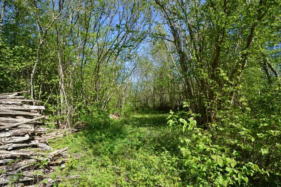 Maatulundusmaa, 20000 m² участок в Saaremaa vald, Laadjala küla - фото 4