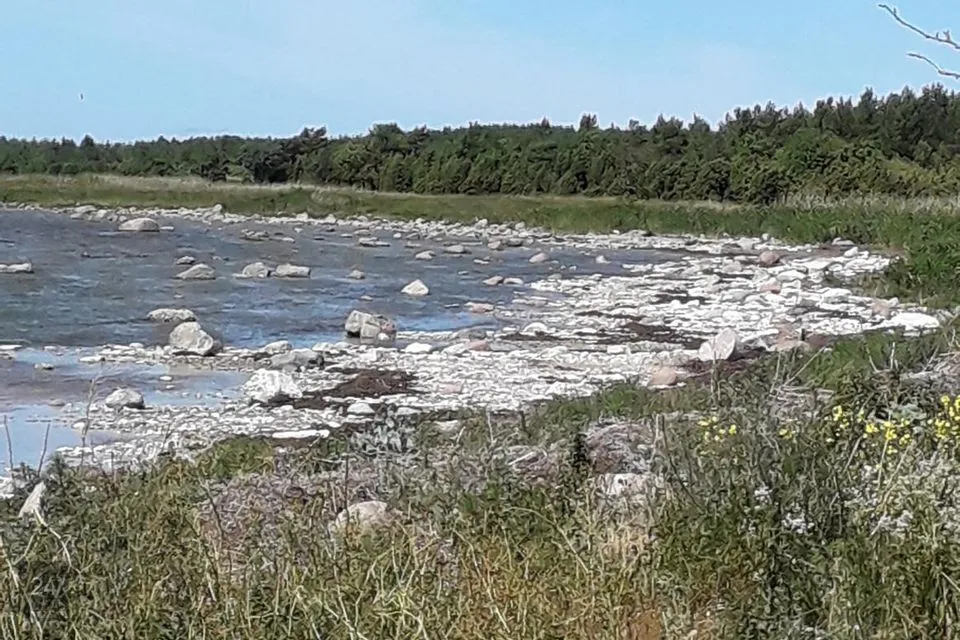 Elamumaa, 55900 m² Maa - Saaremaa vald, Kurevere küla - foto 5