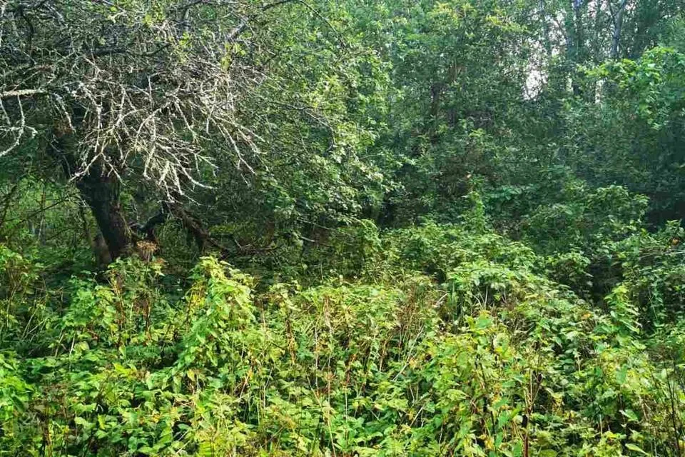 Elamumaa, 16086 m² Maa - Peipsiääre vald, Nina küla - foto 5