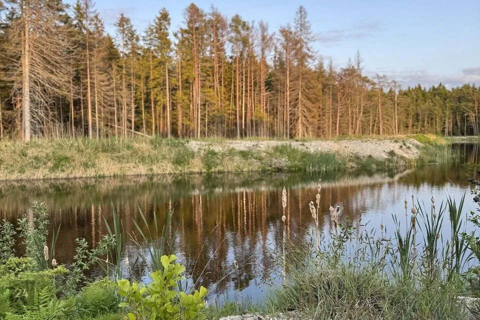 Земля жилой застройки, 7461 m² участок в Lääne-Nigula vald, Rooslepa küla / Roslep