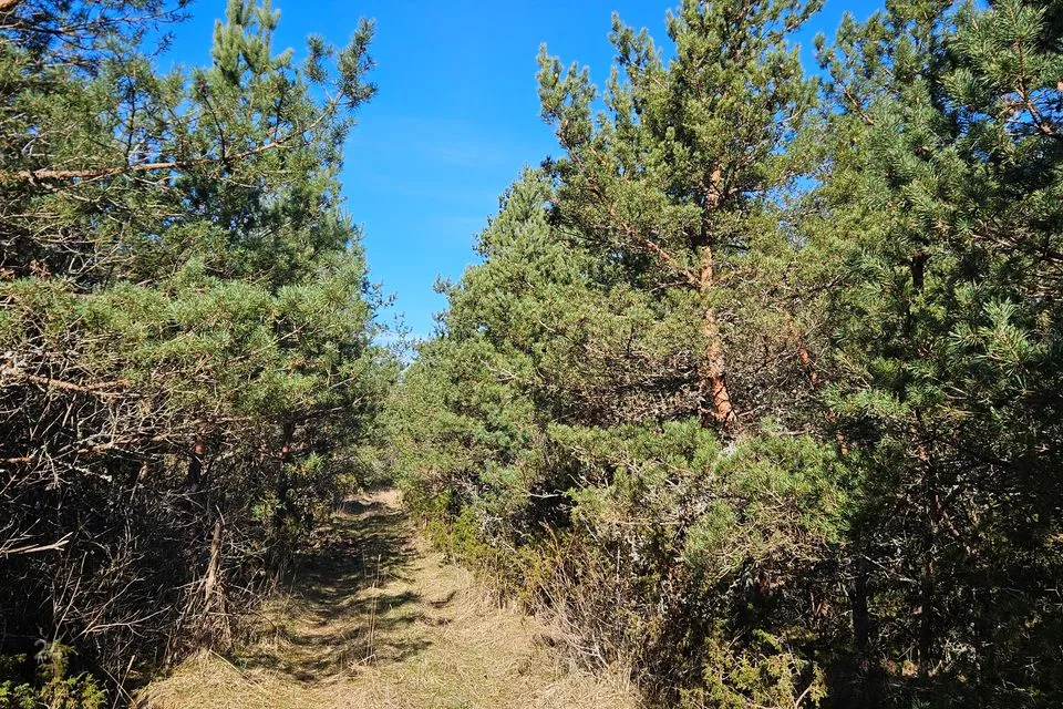 Cultivated land, 55169 m² land in Saaremaa vald, Ennu küla - photo 5