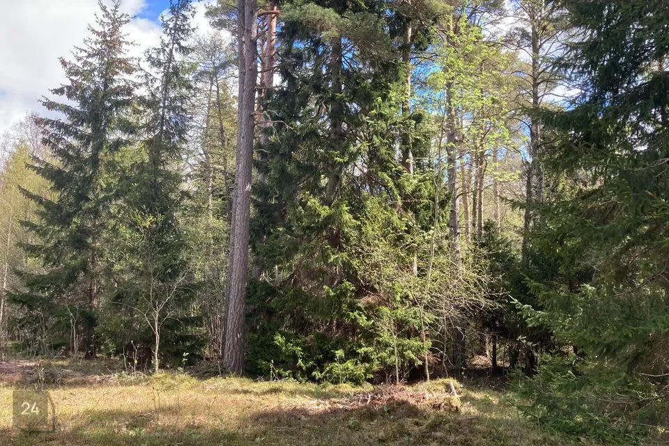 Земля жилой застройки, 14187 m² участок в Saaremaa vald, Järve küla - фото 3