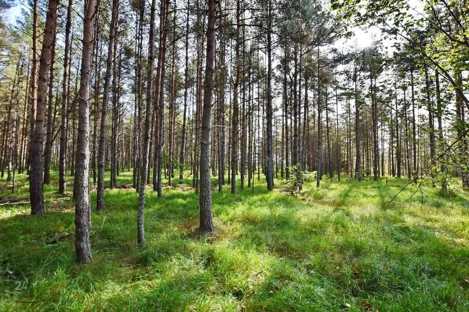 Maatulundusmaa, 38300 m² Maa  -  Muhu vald, Viira küla - foto 2