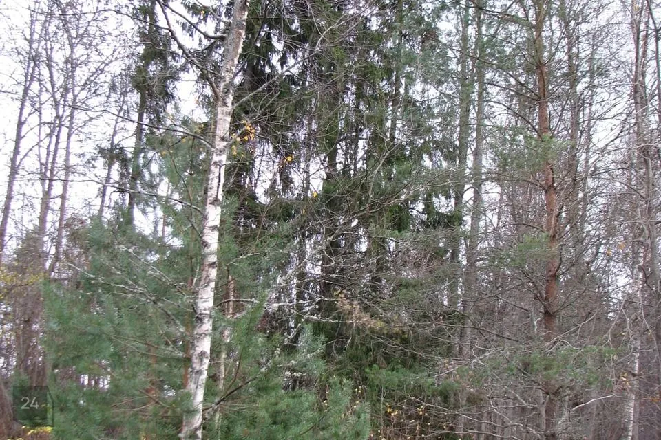 Elamumaa, 2055 m² Maa  -  Peipsiääre vald, Alatskivi alevik - foto 3