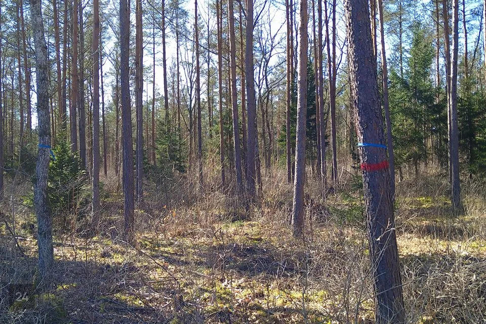 Maatulundusmaa, 11563 m² Maa  -  Kohila vald, Aandu küla - foto 3
