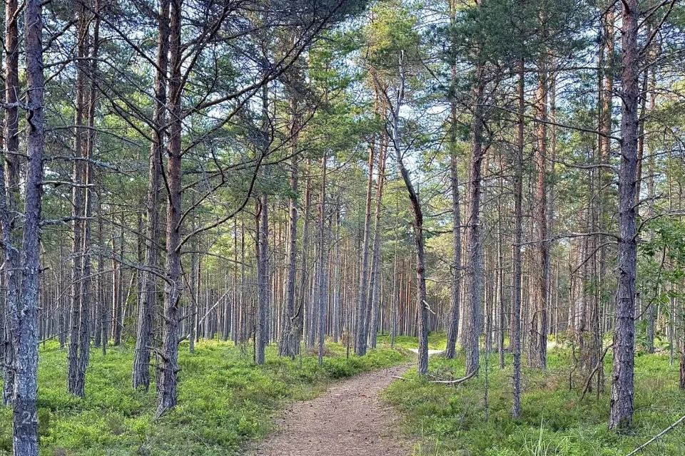 Elamumaa, 5360 m² Maa  -  Lääne-Nigula vald, Elbiku küla / Ölbäck - foto 2