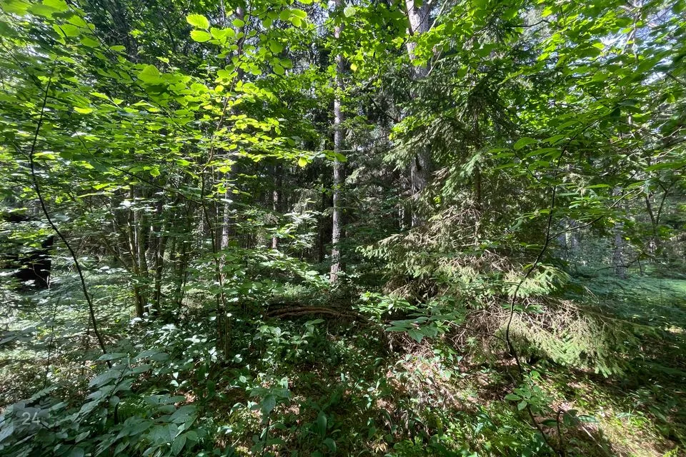 Ärimaa, 41296 m² Maa - Lääne-Nigula vald, Peraküla - foto 3