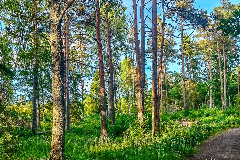 Maatulundusmaa, 20003 m² Maa - Saku vald, Üksnurme küla - foto 4