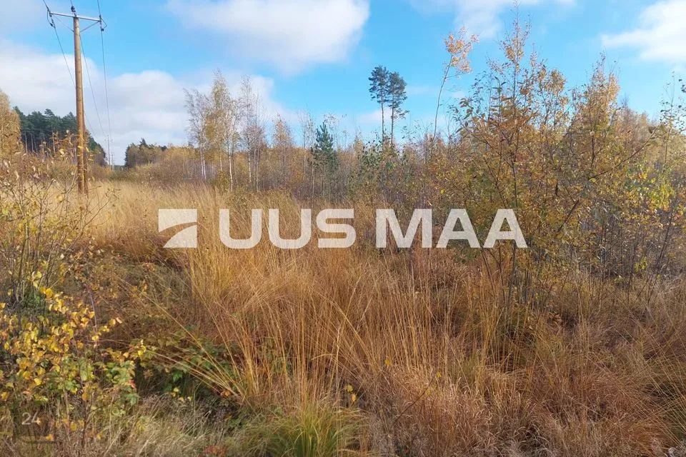 Elamumaa, 2023 m² Maa  -  Alutaguse vald, Kuru küla - foto 3