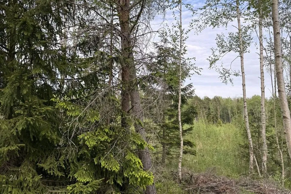 Maatulundusmaa, 15323 m² участок в Lääne-Nigula vald, Spithami küla / Spithamn - фото 2