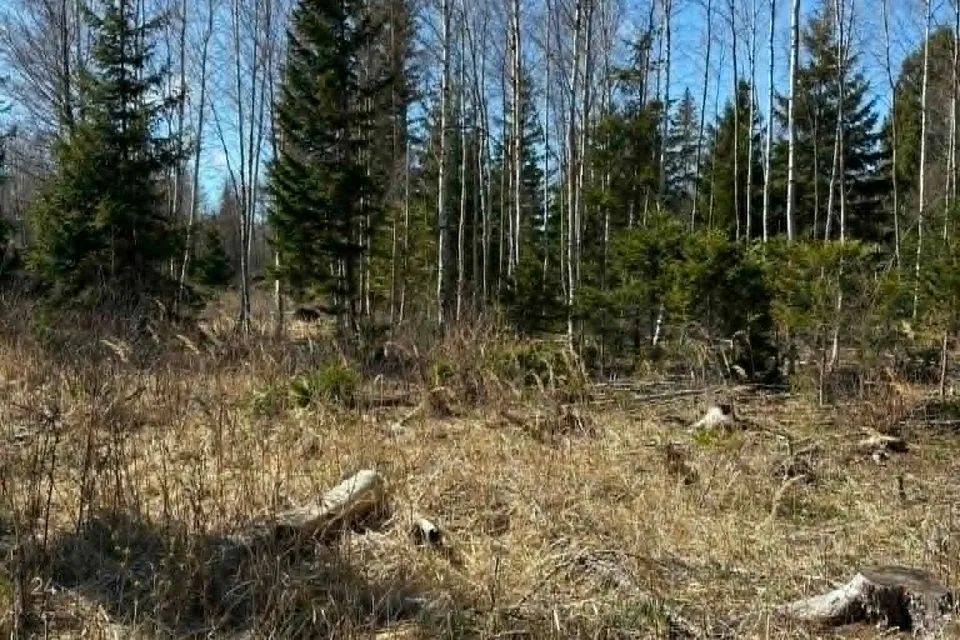 Maatulundusmaa, 21122 m² участок в Hiiumaa vald, Tammistu küla - фото 5