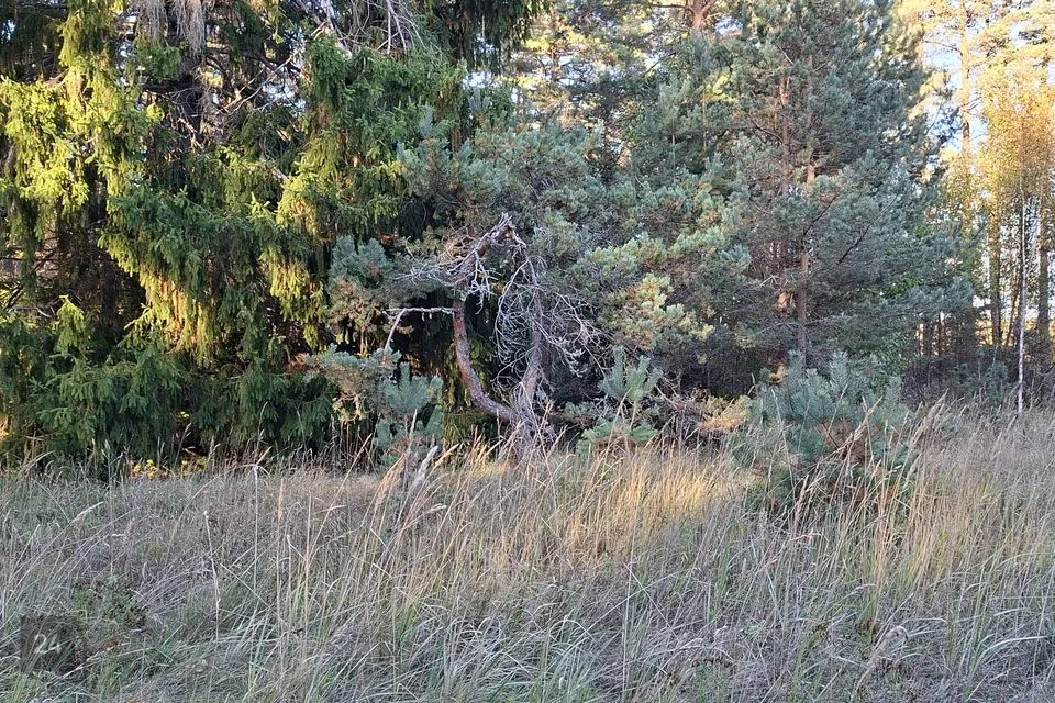 Elamumaa, 4504 m² Maa  -  Lääne-Nigula vald, Paslepa küla / Pasklep - foto 5