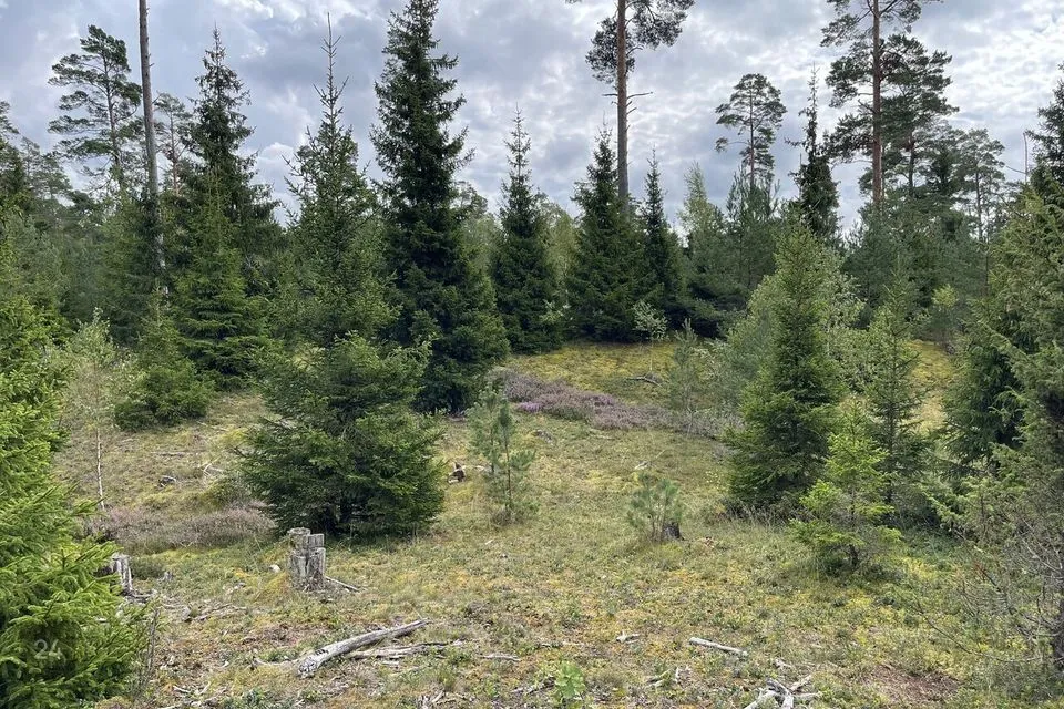 Maatulundusmaa, 14159 m² участок в Saaremaa vald, Koki küla - фото 3