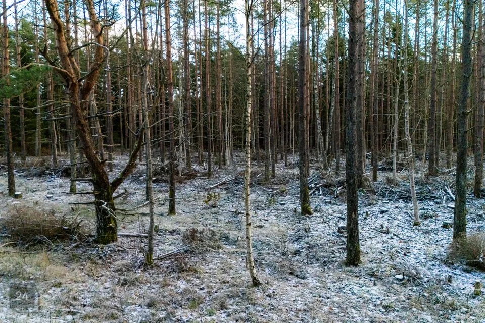Sotsiaalmaa - üldkasutatav maa, 9910 m² Maa  -  Saaremaa vald, Mätasselja küla - foto 5