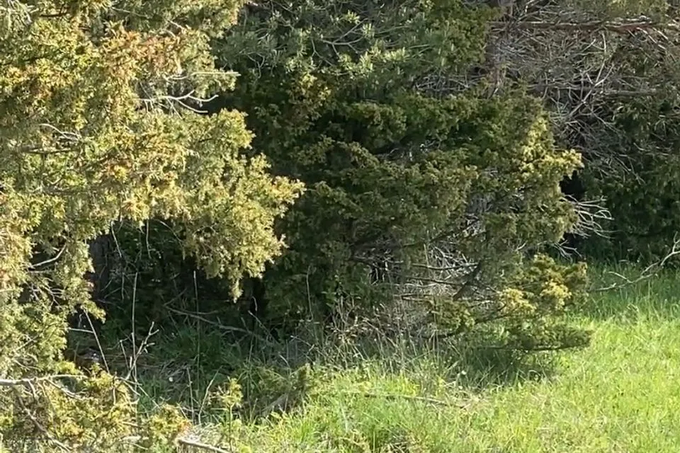 Maatulundusmaa, 9897 m² Maa - Saaremaa vald, Austla küla - foto 4