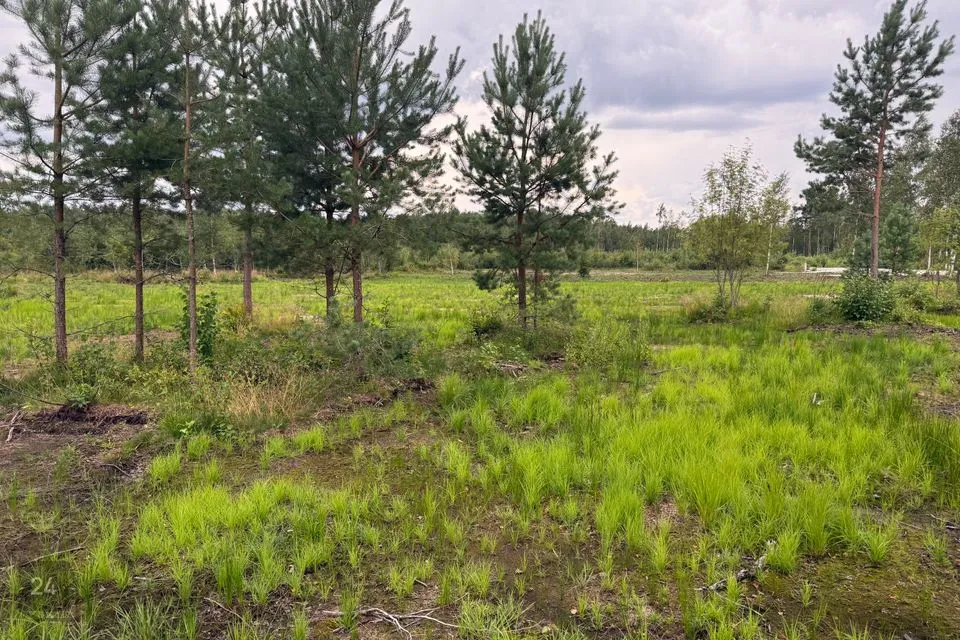 Elamumaa, 2025 m² Maa  -  Alutaguse vald, Kuru küla